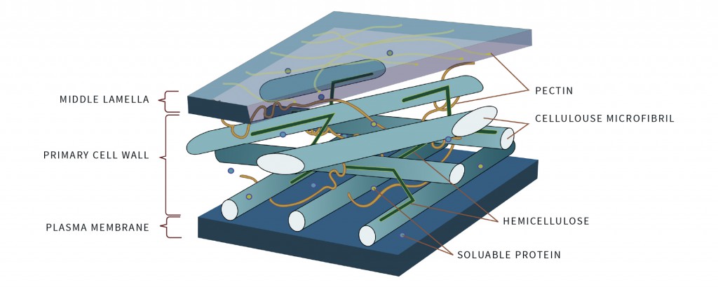 05_Wood_MolecularDance_1